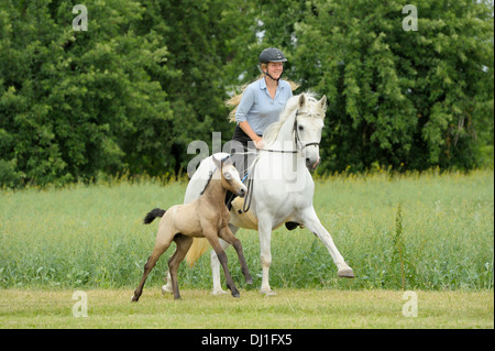Connemara Pony junge Reiter wieder graue Stute begleitet ihr Fohlen Wiese galoppieren Stockfoto