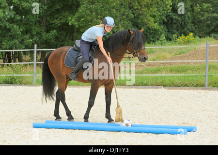 Connemara Pony Young Rider Back Bay Hengst rollende Kugel Ginster Stockfoto