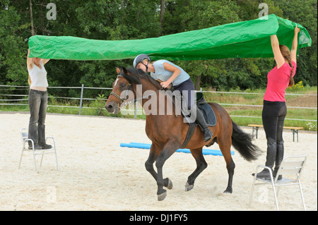 Connemara Pony. Junge Reiter auf Rückseite eine Bucht Hengst unter einer Plastikfolie Trab Stockfoto
