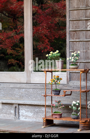 Bonsai Blume und Baum in einem Keramiktopf Stockfoto