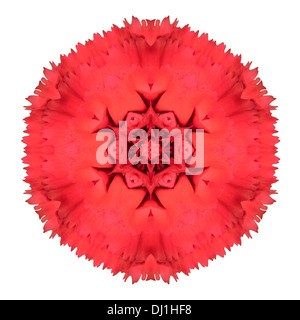 Rote Nelke Mandala Blume kaleidoskopischen Isolated on White Background Stockfoto