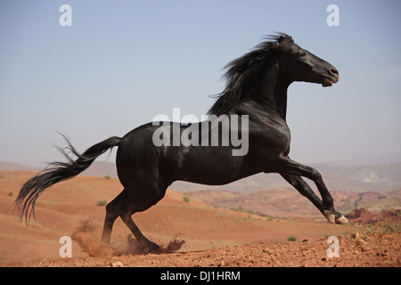 Arabische-Barb Arabian-Barb schwarze Hengst im Galopp Wüste Stockfoto