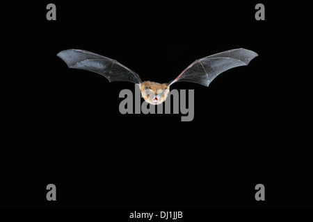 Gemeinsamen Zwergfledermaus (Pipistrellus Pipistrellus) im Flug Stockfoto