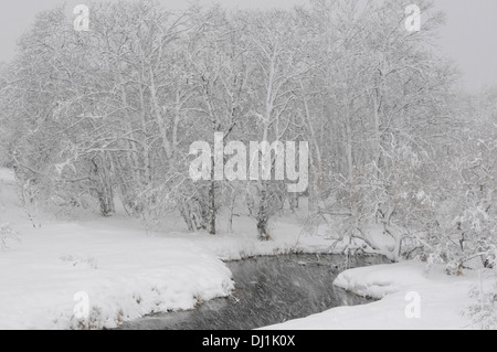 Stein-Birke, Erman Birke, Russische Rock Birke (Betula Ermanii). Forest während eines Schneesturms Dezember. Kronotsky Zapovednik, Kamch Stockfoto