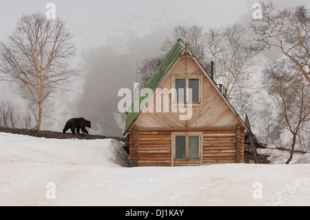 Einst Braunbär (Ursus Arctos Beringianus, Ursus Arctos Piscator) bei Ranger station im Tal der Geysire in früh Stockfoto