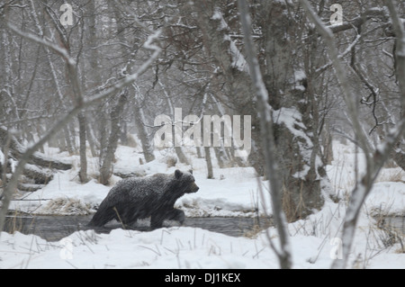 Kamtschatka Braunbär (Ursus Arctos Beringianus). November Schneefall und Bär. Kronotsky Zapovednik, Kamtschatka, Russland Stockfoto