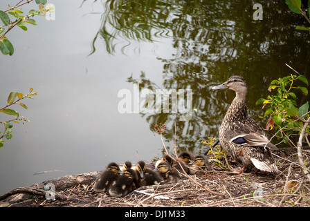 Ein Bild einer Wildente mit ihrer sehr junge Brut der Küken. Aufgenommen im Swanpool Nature Reserve, Falmouth, Cornwall, UK. Stockfoto