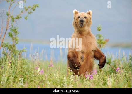 Kamtschatka Braunbär (Ursus Arctos Beringianus). Ein vorsichtig Bärin stehen auf den Hinterbeinen beim Stöbern. South Kamchatk Stockfoto