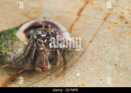 Gemeinsamen Einsiedlerkrebs (Pagurus Bernhardus), an der Wasserlinie, Cornwall, England. Stockfoto