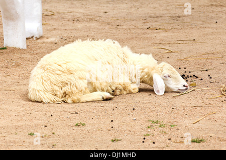 Sleepy Schafe in einer farm Stockfoto