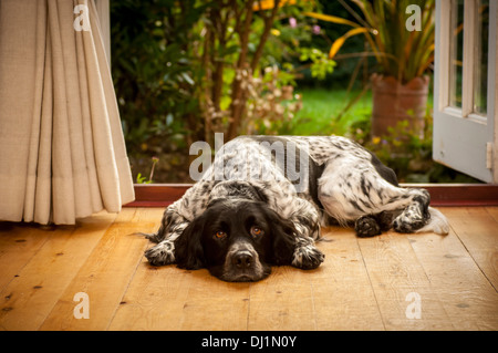 Schwarz-weißer Riese-Munsterlander-Hund, der an offenen französischen Fenstern sitzt. Stockfoto