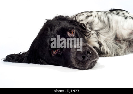 Schwarz-weißer Riese Munsterlander Hund Stockfoto