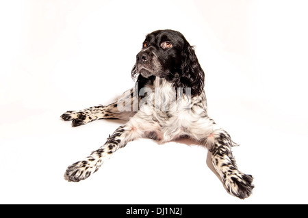 Schwarz-weißer Riese Munsterlander Hund Stockfoto