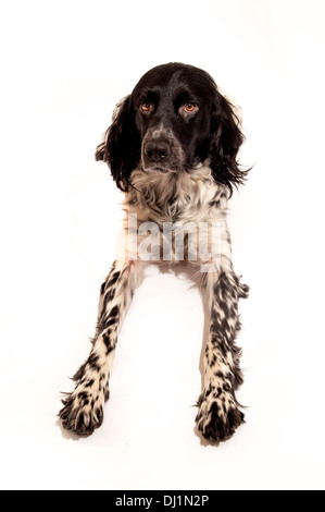 Schwarz-weißer Riese Munsterlander Hund Stockfoto