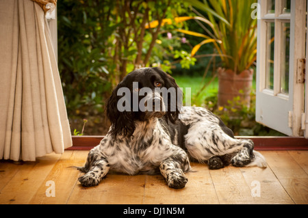 Schwarz-weißer Riese-Munsterlander-Hund, der an offenen französischen Fenstern sitzt. Stockfoto