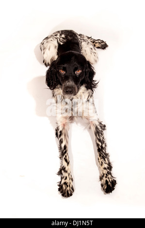 Schwarz-weißer Riese Munsterlander Hund Stockfoto