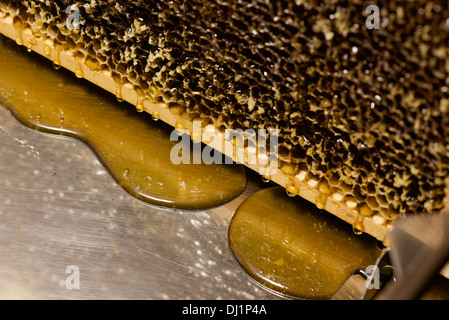 Europäischen Honig Biene Western Honig Biene Apis Mellifera Apis Mellifica Honig tropft heraus aus Waben Stockfoto