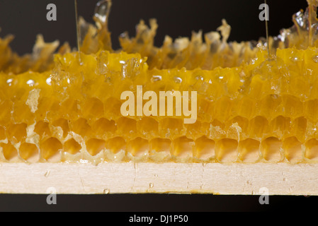 Europäischen Honig Biene Western Honig Biene Apis Mellifera Apis Mellifica Honig tropft heraus aus Waben Stockfoto