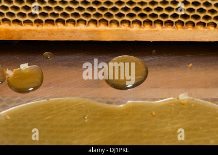 Europäischen Honig Biene Western Honig Biene Apis Mellifera Apis Mellifica Honig tropft heraus aus Waben Stockfoto