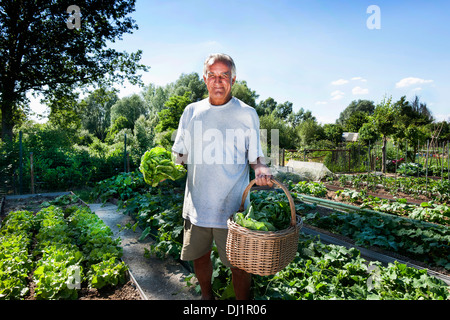 Städtischer Gemüsegarten - Salat - Mann im Gemüsegarten Stockfoto