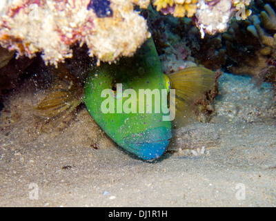 Leben Sie unter Wasser im Roten Meer. Cheilinus Lunulatus (Broomtail Lippfische) Stockfoto