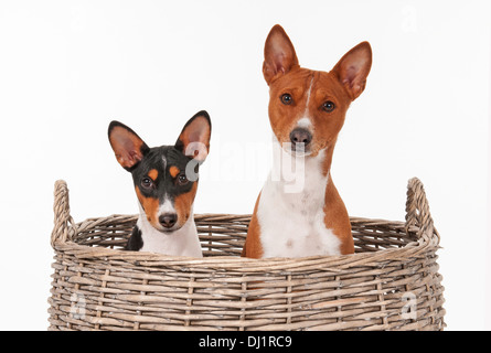 Basenji Welpen fünf Monate alt und männlichen Hund drei Jahre in Wicker Korb Studio Bild vor weißem Hintergrund Stockfoto