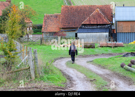 Lady Rambler auf einer englischen ländlichen Strecke durch einen Hof Stockfoto