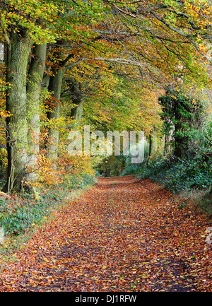 Späten Herbst Woodland-Szene im ländlichen England mit Buche Bäume säumen einen Fußweg Stockfoto