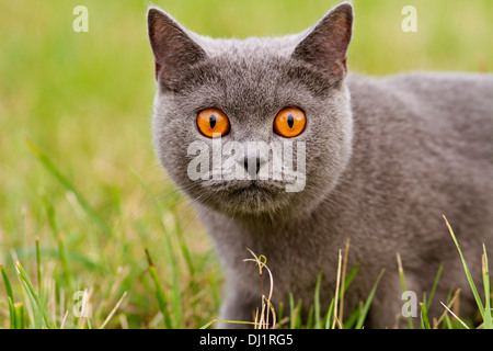 Chartreux Porträt Erwachsenen Katzengras Stockfoto