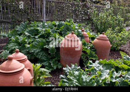 RHABARBER IM SUTTON MIT TERRAKOTTA KRÜGE ZU ZWINGEN. RHEUM. Stockfoto