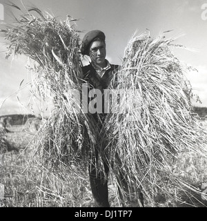 England, 1950er Jahre, historische, die Ernte, ein junger Mann in einem Feld, halten zwei große Pakete von Weizen. Stockfoto