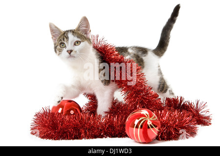 Junger Tabby und weißer Kätzchen mit rotem Weihnachtslametta Stockfoto