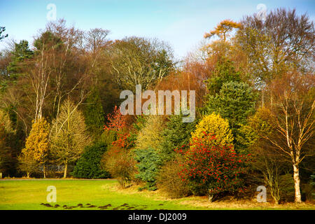 Schottlands, Glasgow, Vereinigtes Königreich. 19. November 2013. Herbstfarben im Colzium Park Schottlands. Bildnachweis: ALAN OLIVER/Alamy Live-Nachrichten Stockfoto