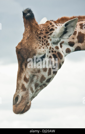 Giraffe im Zoo Safaripark roaming im Freien in ihrem natürlichen Lebensraum. Ein Portrait-Foto der Giraffen Kopf, Gesicht, Augen usw.. Stockfoto