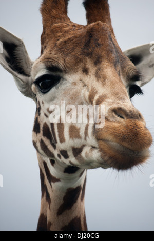 Giraffe im Zoo Safaripark roaming im Freien in ihrem natürlichen Lebensraum. Ein Portrait-Foto der Giraffen Kopf, Gesicht, Augen usw.. Stockfoto