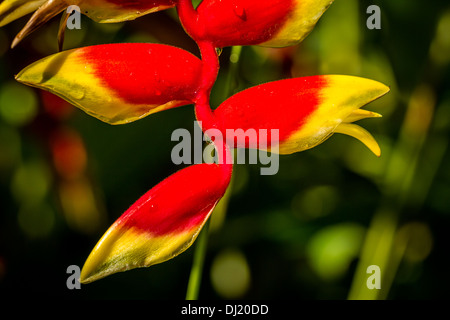 Nahaufnahme von Heliconia pendula, Bali, Indonesien Stockfoto