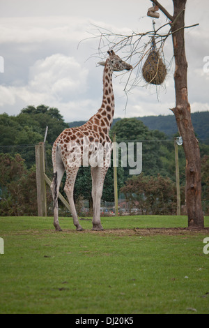 Giraffe im Zoo Safaripark roaming im Freien in ihrem natürlichen Lebensraum. Stockfoto