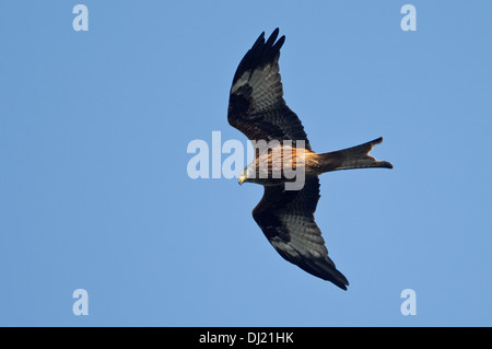 Rotmilan (Milvus Milvus) im Flug Erwachsener Stockfoto