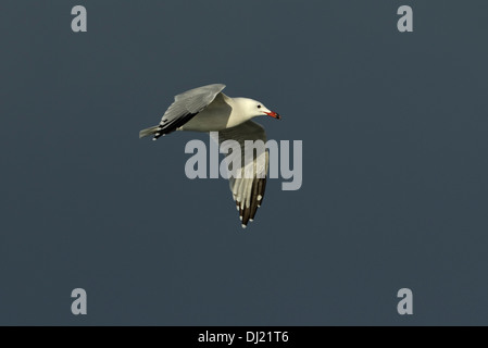 Audouin Möwe (Larus Audouinii) fliegen vor dunklen Wolken im Sonnenlicht Stockfoto