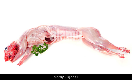 Kaninchenfleisch vor weißem Hintergrund Stockfoto