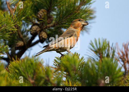 Papagei Fichtenkreuzschnabel (Loxia Pytyopsittacus) Stockfoto