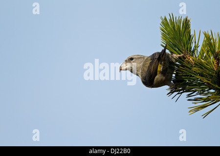 Papagei Fichtenkreuzschnabel (Loxia Pytyopsittacus) Stockfoto