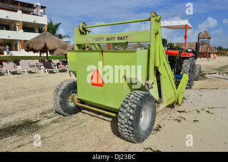 Ein klarer Seetang in Mexiko. Stockfoto