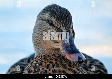 Stockente (Anas Platyrhynchos) Frauenporträt Stockfoto