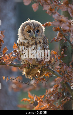 Junger Waldkauz (Strix Aluco) thront unter Herbstlaub Stockfoto