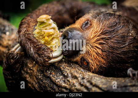 Megalonychidae; (zwei – Finger Faultiere), Zoo Singapur, Singapur Stockfoto