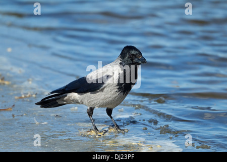 Mit Kapuze Krähe (Corvus Corone Cornix) stehen auf dem Eis Stockfoto