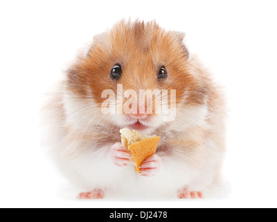 Hamster-Haustier Essen Cookie auf weiß Stockfoto