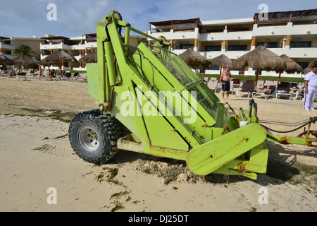 Ein klarer Seetang in Mexiko. Stockfoto