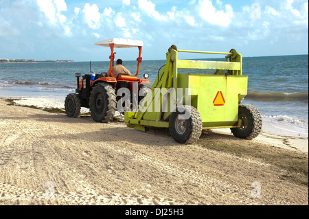 Ein klarer Seetang in Mexiko. Stockfoto